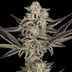 Purple Pickle Auto > Sensi Seeds